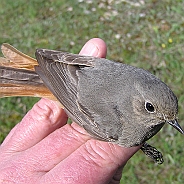 Svart rödstjärt, Sundre 20100515